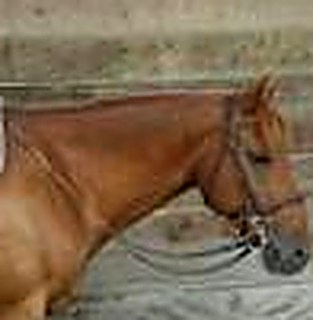 Ranch horse portrait