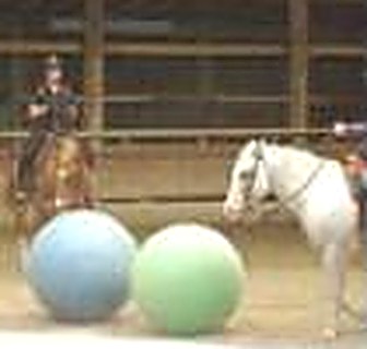 Horse enrichment in the arena